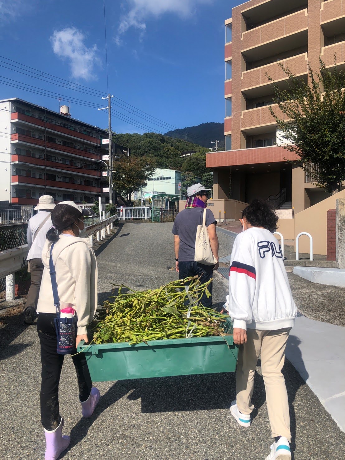 おいしい黒豆を収穫しよう！